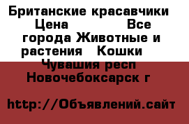 Британские красавчики › Цена ­ 35 000 - Все города Животные и растения » Кошки   . Чувашия респ.,Новочебоксарск г.